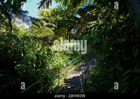 Sentier dans le parc national d'Akaka Falls sur la Big Island d'Hawaii, États-Unis Banque D'Images