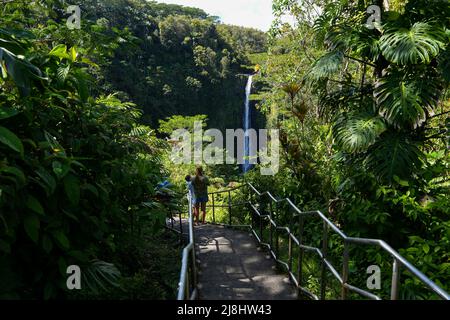 Escaliers vers la cascade d'Akaka dans la jungle de la forêt tropicale du parc national d'Akaka Falls sur la Big Island d'Hawaii, États-Unis Banque D'Images