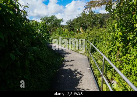 Sentier dans le parc national d'Akaka Falls sur la Big Island d'Hawaii, États-Unis Banque D'Images