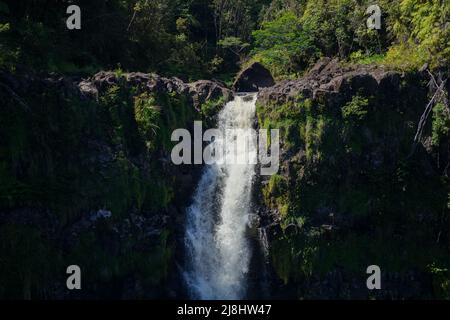 Chute d'eau d'Akaka dans la jungle de la forêt tropicale du parc national d'Akaka Falls sur la Big Island d'Hawaii, États-Unis Banque D'Images