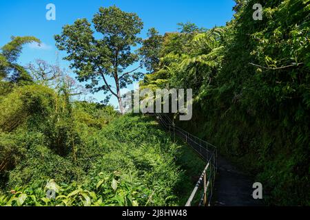 Escaliers dans la jungle sur le sentier de Akaka Falls la Grande île d'Hawaï, États-Unis Banque D'Images