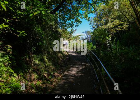 Sentier menant aux chutes d'Akaka sur la grande île d'Hawaï, États-Unis Banque D'Images