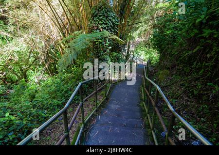 Escaliers dans la jungle sur le sentier de Akaka Falls la Grande île d'Hawaï, États-Unis Banque D'Images