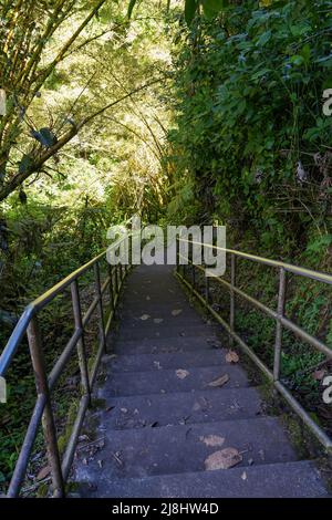 Escaliers dans la jungle sur le sentier de Akaka Falls la Grande île d'Hawaï, États-Unis Banque D'Images