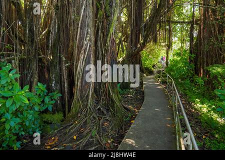 Lianas dans la forêt tropicale du parc national d'Akaka Falls, sur la Big Island d'Hawaii, aux États-Unis Banque D'Images