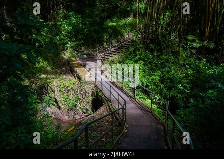 Escaliers dans la jungle sur le sentier de Akaka Falls la Grande île d'Hawaï, États-Unis Banque D'Images