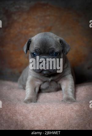 Portrait d'un jeune chien de taureau français de quatre semaines frawn assis à regarder dans l'appareil photo . image verticale avec fond marron espace de copie au-dessus Banque D'Images