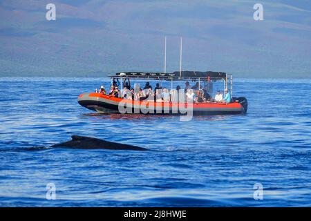 Groupe de touristes sur un hors-bord observant la nageoire d'une baleine à bosse près de Lahaina sur l'île de Maui, Hawaï Banque D'Images