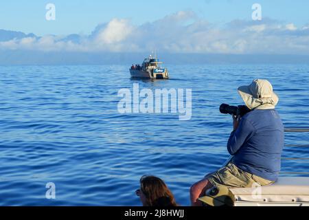 Touriste tenant un appareil photo lors d'une croisière d'observation des baleines entre Maui et Lanai à Hawaï - vieil homme à l'affût des baleines à bosse pendant ses vacances Banque D'Images