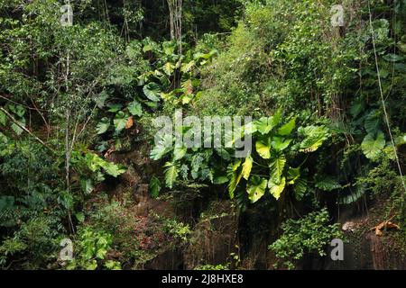 Nature en Guadeloupe île des Caraïbes. Fond vert de forêt tropicale. Banque D'Images