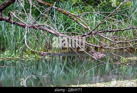 réflexion dans une rivière de branches d'arbre sursuspendues basses Banque D'Images