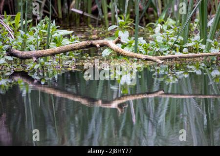 réflexion dans une rivière de branches d'arbre sursuspendues basses Banque D'Images