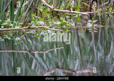 réflexion dans une rivière de branches d'arbre sursuspendues basses Banque D'Images