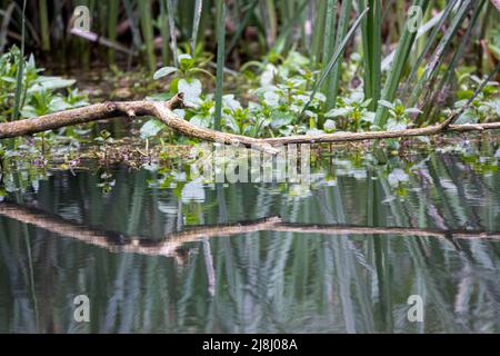 réflexion dans une rivière de branches d'arbre sursuspendues basses Banque D'Images