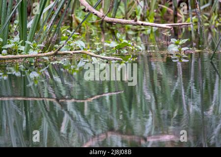 réflexion dans une rivière de branches d'arbre sursuspendues basses Banque D'Images