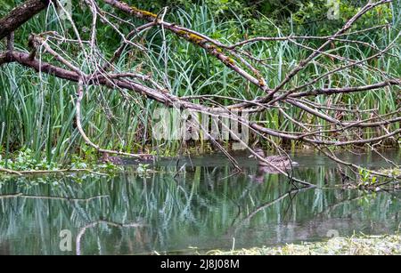 réflexion dans une rivière de branches d'arbre sursuspendues basses Banque D'Images