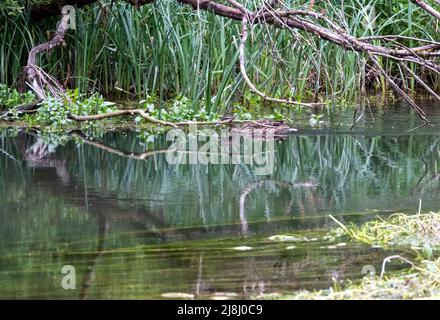 réflexion dans une rivière de branches d'arbre sursuspendues basses Banque D'Images