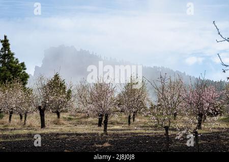 Gran Canaria, Caldera de Tejeda en février, amandiers en pleine floraison, époque du festival des amandiers en fleur, Espagne Banque D'Images