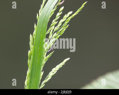 gros plan d'une mouche de maison commune (Musca domestica) reposant sur une tête de semence d'herbe de rivière vert clair Banque D'Images