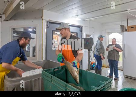 Bay Port, Michigan - les travailleurs traitent les prises de corégone de la journée à la Bay Port Fish Company. L'entreprise est située sur la rive du lac Huron, Sagin Banque D'Images