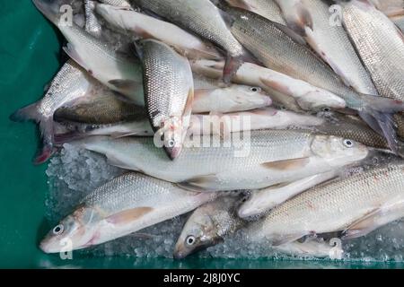 Bay Port, Michigan - poisson blanc nouvellement pêché à la Bay Port Fish Company. La compagnie est située sur la rive de la baie Saginaw du lac Huron. C'est un o Banque D'Images