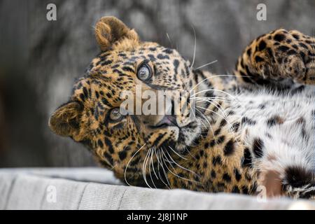 Un cub en léopard tacheté se trouve et observe les environs. Banque D'Images