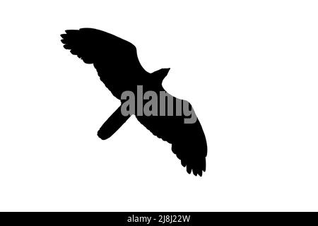 Silhouette de bourdonnement de miel européen (Pernis apivorus) en vol sur fond blanc pour montrer les formes d'ailes, de tête et de queue Banque D'Images