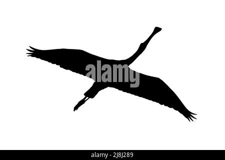 Silhouette de la cupule eurasienne (Platalea leucorodia) en vol, entourée d'un arrière-plan blanc pour montrer les formes des ailes, de la tête et de la queue Banque D'Images