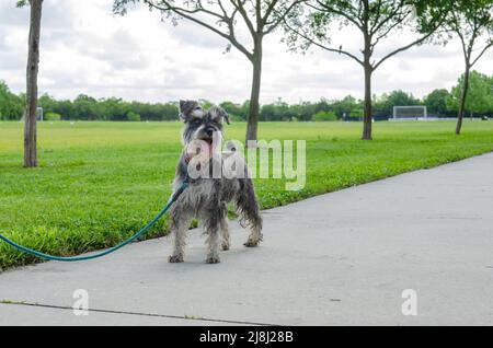 Un chien Schnauzer sur la laisse à l'extérieur, parc, trottoir, herbe verte, arbres Banque D'Images