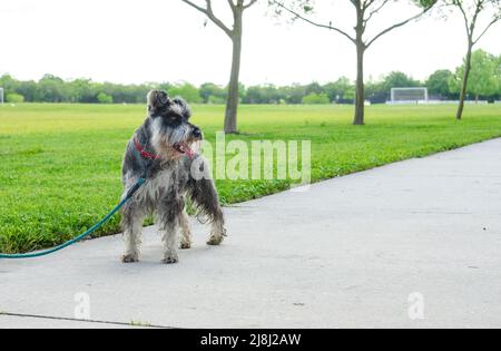 Un chien Schnauzer sur la laisse à l'extérieur, parc, trottoir, herbe verte, arbres Banque D'Images