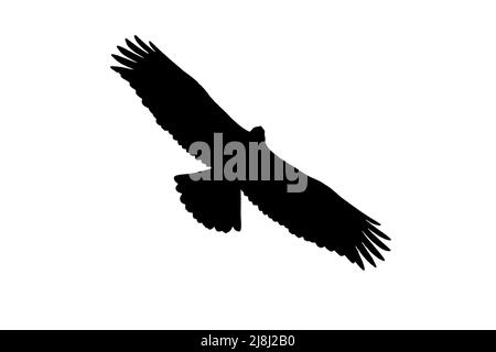 Silhouette de jeune aigle doré européen (Aquila chrysaetos) en vol, entourée d'un fond blanc pour montrer les formes des ailes, de la tête et de la queue Banque D'Images