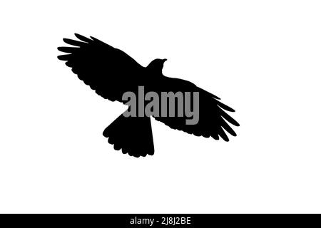 Silhouette de mough alpin (Pyrrhocorax grulus) en vol, entourée d'un fond blanc pour montrer les formes des ailes, de la tête et de la queue Banque D'Images