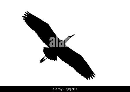 Silhouette de héron gris / héron gris (Ardea cinerea) en vol entourée d'un fond blanc pour montrer les formes des ailes, de la tête et de la queue Banque D'Images