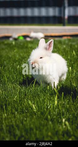 Joli lapin blanc courant dans le jardin en Autriche Banque D'Images