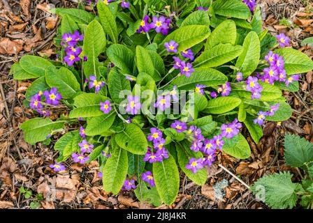 Gros plan des primroses sauvages colorées qui poussent sur un terrain boisé, en Écosse, au Royaume-Uni Banque D'Images