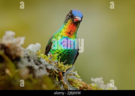 Détail portrait d'oiseau brillant. Le Colibri à Fiery, Panterpe insignis, couleur oiseau posé sur la branche de mélèze. Colibri rouge foncé brillant en habi Banque D'Images