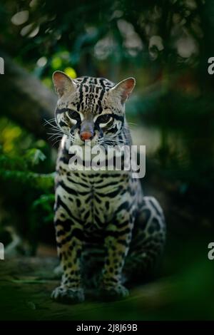 Faune au Panama. Joli chat margay assis sur le sol dans la forêt tropicale. Portrait détaillé de l'ocelot, Leopardus pardalis. Ocelot de chat dans le tropique foncé Banque D'Images