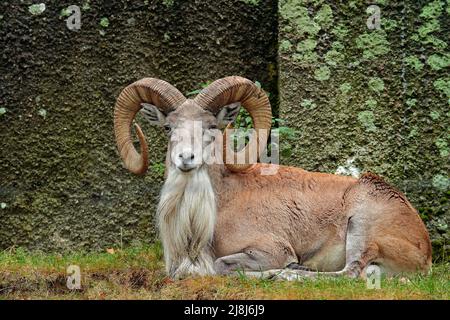 Ovis orientalis vignei, dans l'habitat naturel. Mouton urial assis dans l'herbe, roche en arrière-plan. Scène de la faune du Ladakh, Banque D'Images