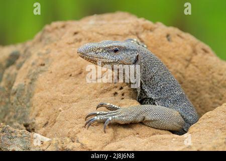 Surveiller le lézard près d'une petite rivière, Varanus bengalensis, Sri Lanka, Asie. Animal caché dans la pierre. Banque D'Images