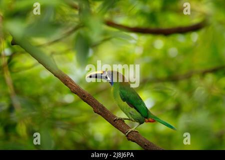 Toucanet à gorge bleue, Aulacorhynchus caeruleogularis, oiseau toucan vert dans l'habitat naturel. Animal exotique dans la forêt tropicale, vége de montagne verte Banque D'Images