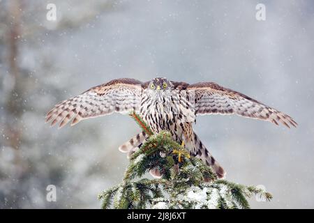 Goshawk atterrissant sur l'épicéa en hiver avec de la neige. Oiseau de proie assis sur la branche d'épinette avec des flocons de neige pendant l'hiver. Banque D'Images