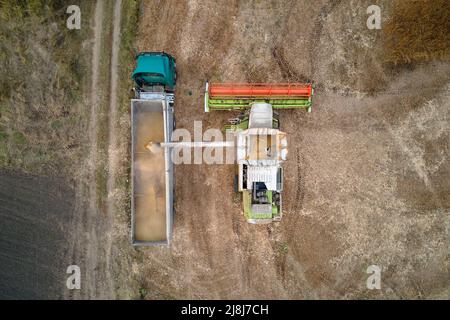 Vue aérienne de la moissonneuse-batteuse déchargeant le grain dans une remorque de chargement travaillant pendant la saison de récolte sur un grand champ de blé mûr. Agriculture et Banque D'Images