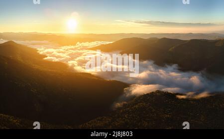 Vue aérienne d'une soirée brumeuse sur les pins sombres au coucher du soleil. Paysage amazingl de forêt sauvage de montagne à la tombée de la nuit Banque D'Images