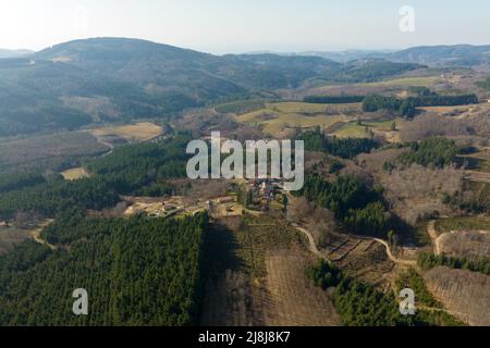 Vue aérienne de la forêt de pins avec une grande superficie d'arbres coupés à la suite de l'industrie mondiale de déboisement. Influence humaine néfaste sur l'écologie mondiale Banque D'Images