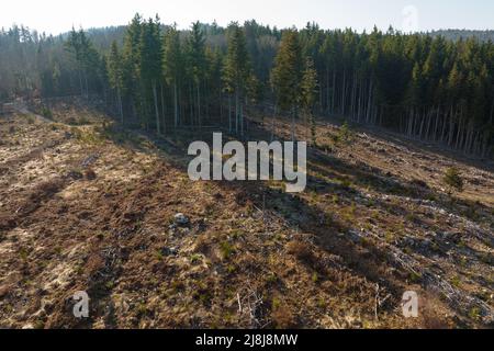 Vue aérienne de la forêt de pins avec une grande superficie d'arbres coupés à la suite de l'industrie mondiale de déboisement. Influence humaine néfaste sur l'écologie mondiale Banque D'Images