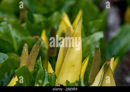 Gros plan des plantes de chou de la mouffette de l'Ouest (lysichiton americanus) en fleur Banque D'Images