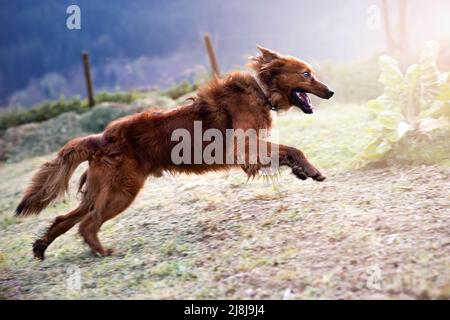 berger basque chien courant et sautant dans le jardin à l'aube. Portrait d'animal Banque D'Images