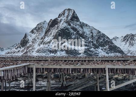 Poisson de morue séchant sur des casiers en bois et vue sur la montagne par temps sombre. Industrie traditionnelle de la pêche alimentaire en Scandinavie aux îles Lofoten, en Norvège Banque D'Images