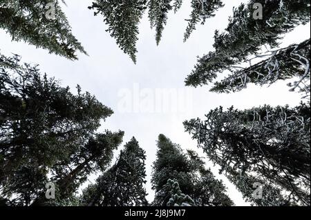 En hiver, vous regardez un pin couvert de neige dans la forêt et un ciel éclatant dans le parc national Banque D'Images