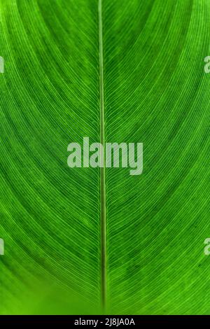 Macro de symétrie texture de veine feuille verte de monocot plante fond naturel Banque D'Images